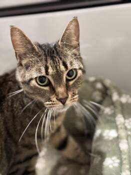 Domestic Short Hair Cats Available for Adoption - Dora | PetCurious