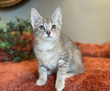 Otto -  Tabby Cat for Adoption in Taylor, Michigan - Otto | PetCurious