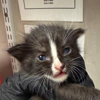 Trish -  Domestic Short Hair Cat for Adoption in Yuma, Arizona - Trish | PetCurious