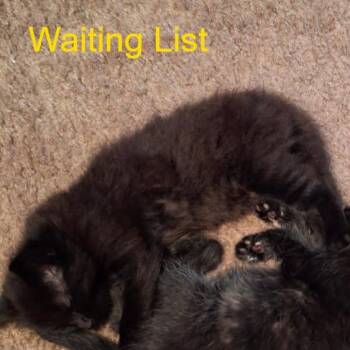 Sister 2 -  Domestic Medium Hair Cat for Adoption in Livingston, Texas - Sister 2 | PetCurious
