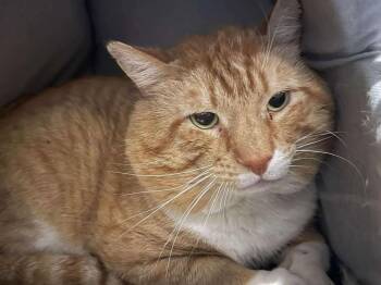 Domestic Short Hair Cats Available for Adoption in Winthrop, Maine - Angus | PetCurious
