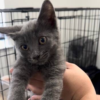 Fox -  Domestic Medium Hair Cat for Adoption in Pleasanton, California - Fox | PetCurious