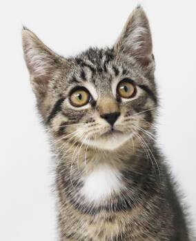 Matey is a MUSHHHHHH - OLD ENOUGH TO GO SOLO -  Tabby and Maine Coon Cat for Adoption in Bedford Hills, New York - Matey Is A MUSHHHHHH - OLD ENOUGH TO GO SOLO | PetCurious