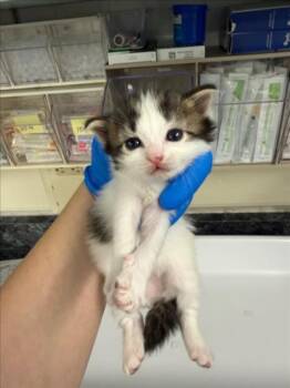 *SUNNY -  Domestic Medium Hair Cat Available for Adoption in Woodland, California - *SUNNY | PetCurious
