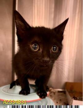 BARB -  Domestic Short Hair Cat for Adoption in West Palm Beach, Florida - BARB | PetCurious