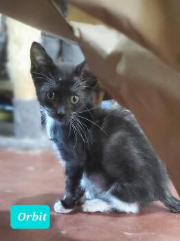 Rescue Domestic Short Hair Cats for Adoption in Snyder, Texas - Orbit | PetCurious
