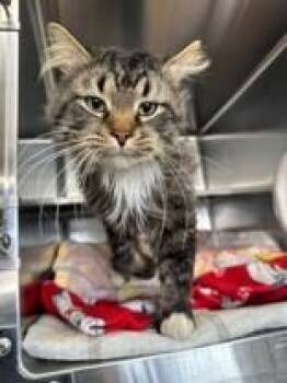 Domestic Medium Hair Cats Available for Adoption in Manitowoc, Wisconsin - Cato | PetCurious