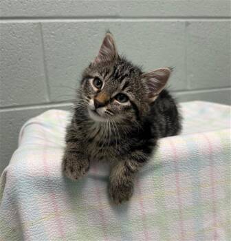 POOTER -  Domestic Short Hair Cat for Adoption in Geneva, Illinois - POOTER | PetCurious