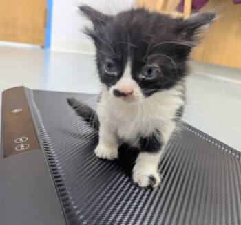 Rescue Domestic Short Hair Cats for Adoption in Hartsville, South Carolina - Lisne | PetCurious