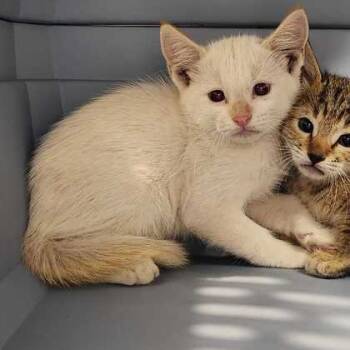 Rescue Domestic Short Hair Cats for Adoption in Bryan, Texas - Mashed Potatoes | PetCurious