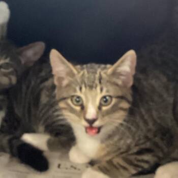 Edward -  Domestic Short Hair Cat for Adoption in Montgomery, Alabama - Edward | PetCurious