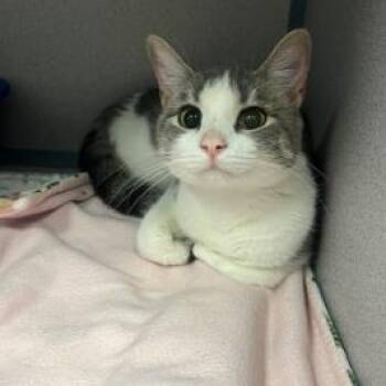 Tinka -  Domestic Short Hair Cat for Adoption in Cedar Rapids, Iowa - Tinka | PetCurious