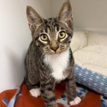 Jimmy -  Domestic Short Hair Cat for Adoption in Stillwater, Oklahoma - Jimmy | PetCurious