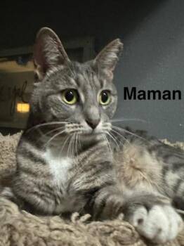 Rescue Tabby and Domestic Short Hair Cats for Adoption in Liverpool, Texas - Maman | PetCurious