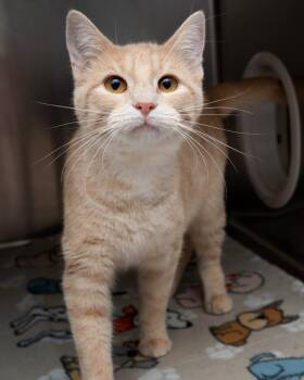 Welly-Bean -  Domestic Short Hair Cat for Adoption in Boone, Iowa - Welly-Bean | PetCurious