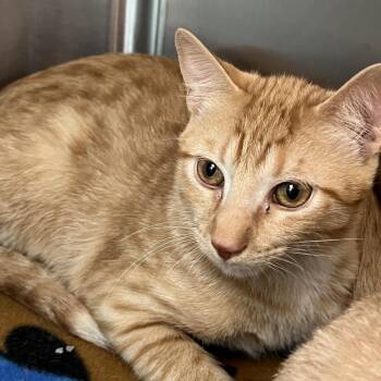 Fred -  Domestic Short Hair Cat for Adoption in Matteson, Illinois - Fred | PetCurious