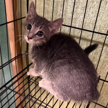 Domestic Short Hair Cats Available for Adoption - Malcolm | PetCurious