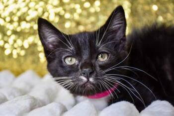 Vanessa -  Domestic Short Hair Cat for Adoption in Yakima, Washington - Vanessa | PetCurious