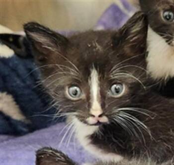 Domestic Short Hair Cats Available for Adoption in Fort Lauderdale, Florida - A2475563 | PetCurious