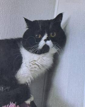 Vinnie -  Exotic Shorthair Cat for Adoption in Fort Madison, Iowa - Vinnie | PetCurious