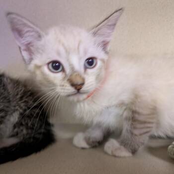 Flint -  Siamese and Domestic Short Hair Cat for Adoption in Wantagh, New York - Flint | PetCurious