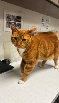 Cello -  American Shorthair Cat for Adoption in Greenfield, Indiana - Cello | PetCurious
