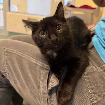Shadow -  Domestic Short Hair Cat for Adoption - Shadow | PetCurious