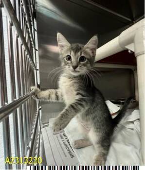 Rescue Domestic Short Hair Cats for Adoption in West Palm Beach, Florida - ANTONIO | PetCurious