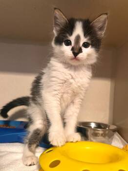 Domestic Short Hair Cats Available for Adoption in Los Angeles, California - Parsnip | PetCurious