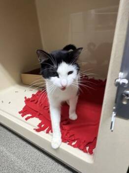Marina -  Domestic Short Hair Cat for Adoption in Pequot Lakes, Minnesota - Marina | PetCurious