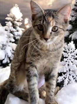 Rescue Tortoiseshell Cats for Adoption in Phoenix, Arizona - Timi The Great | PetCurious