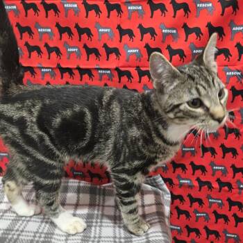 Barnaby -  Domestic Short Hair Cat for Adoption in Washburn, Missouri - Barnaby | PetCurious
