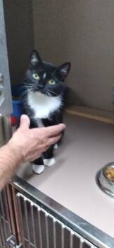 Joanie -  Domestic Short Hair Cat for Adoption in Charlestown, New Hampshire - Joanie | PetCurious
