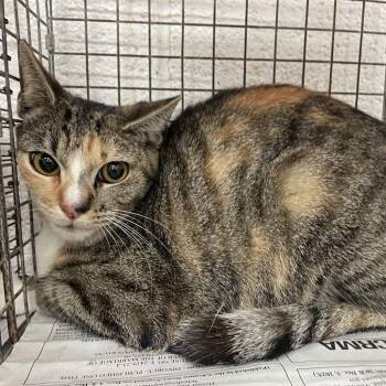 Domestic Short Hair Cats Available for Adoption - Kiwi | PetCurious