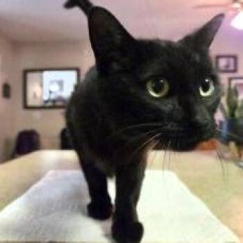 Domestic Short Hair Cats Available for Adoption in West Palm Beach, Florida - Jenny | PetCurious