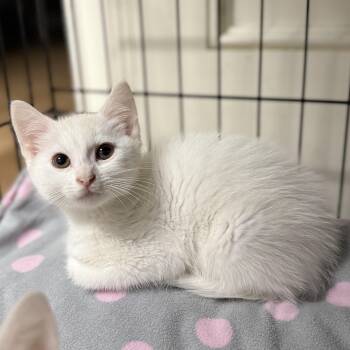 Domestic Short Hair Cats Available for Adoption in Pawleys Island, South Carolina - Spritz | PetCurious