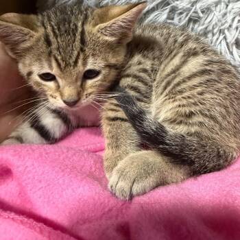 Limu -  Domestic Short Hair Cat for Adoption in Madisonville, Kentucky - Limu | PetCurious