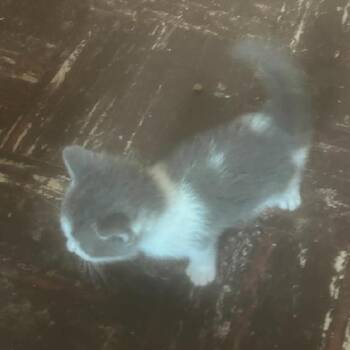 Mitzy -  Domestic Short Hair Cat for Adoption in Muncie, Indiana - Mitzy | PetCurious