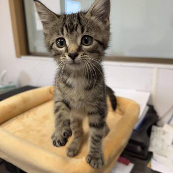 Elaine -  Domestic Short Hair Cat for Adoption in Oconto, Wisconsin - Elaine | PetCurious