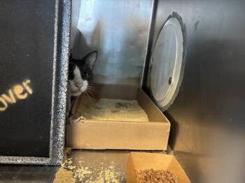 Jericho -  Domestic Short Hair Cat for Adoption in New York, New York - Jericho | PetCurious