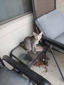 Mikette -  Tabby Cat for Adoption in San Antonio, Texas - Mikette | PetCurious