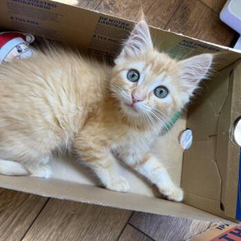 Lewis -  Domestic Medium Hair Cat for Adoption in Pleasanton, California - Lewis | PetCurious