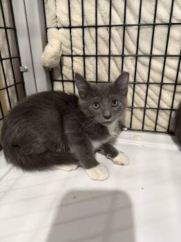 Mayhem -  Domestic Short Hair Cat for Adoption in Camden, South Carolina - Mayhem | PetCurious