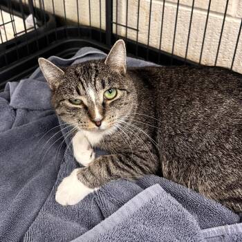 Victoria Justice -  Domestic Short Hair Cat for Adoption in Rocky Mount, Virginia - Victoria Justice | PetCurious