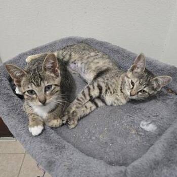 Domestic Short Hair Cats Available for Adoption in Liverpool, Texas - Pepper & Stella | PetCurious