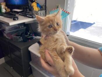 Orange -  Domestic Long Hair Cat for Adoption in Salt Lake City, Utah - Orange | PetCurious