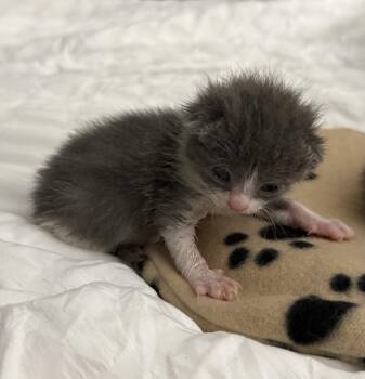 Domestic Short Hair Cats Available for Adoption in Fruit Heights, Utah - Stormy | PetCurious