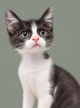 Ivy 1094-26 -  Domestic Short Hair Cat for Adoption in Cumming, Georgia - Ivy 1094-26 | PetCurious