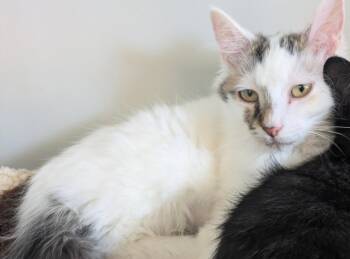Dharma -  Domestic Short Hair Cat for Adoption in Eureka, California - Dharma | PetCurious