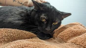 Rescue Domestic Short Hair Cats for Adoption in Cleveland, Ohio - Ruth | PetCurious